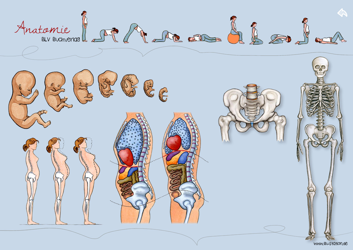 Anatomie